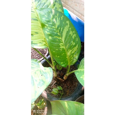 Aglonema Diven Army / Kerabat  sri rejeki Army