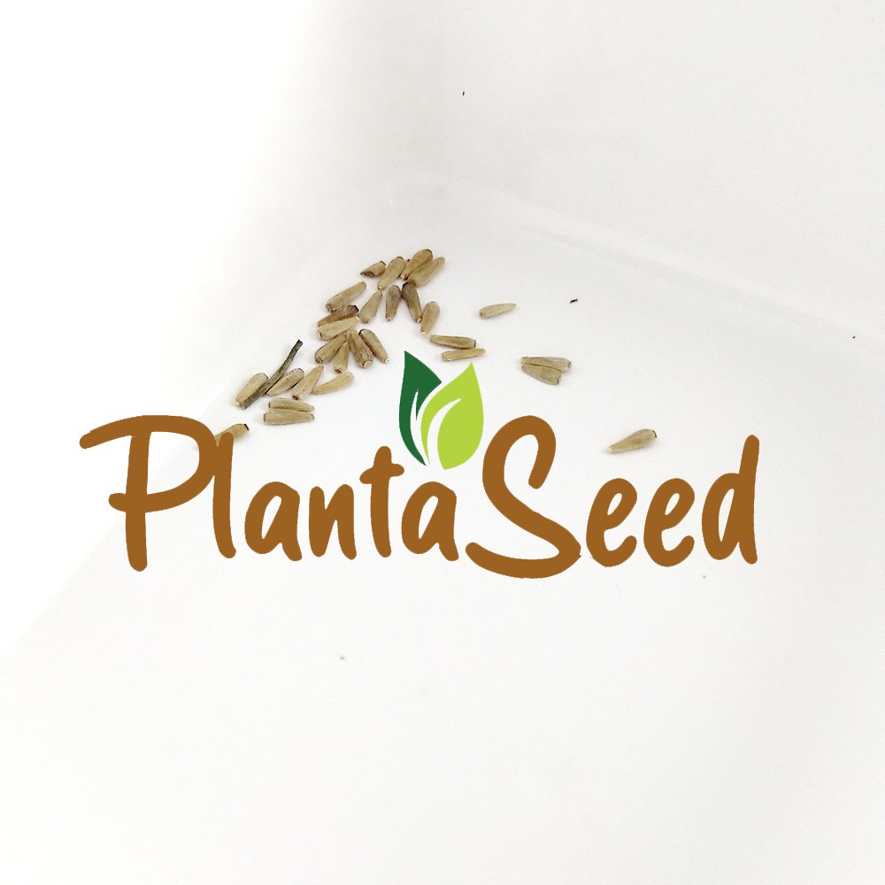 PlantaSeed - 20 Seeds - Aster Powderpuff Mix Biji Bunga - PAS0212