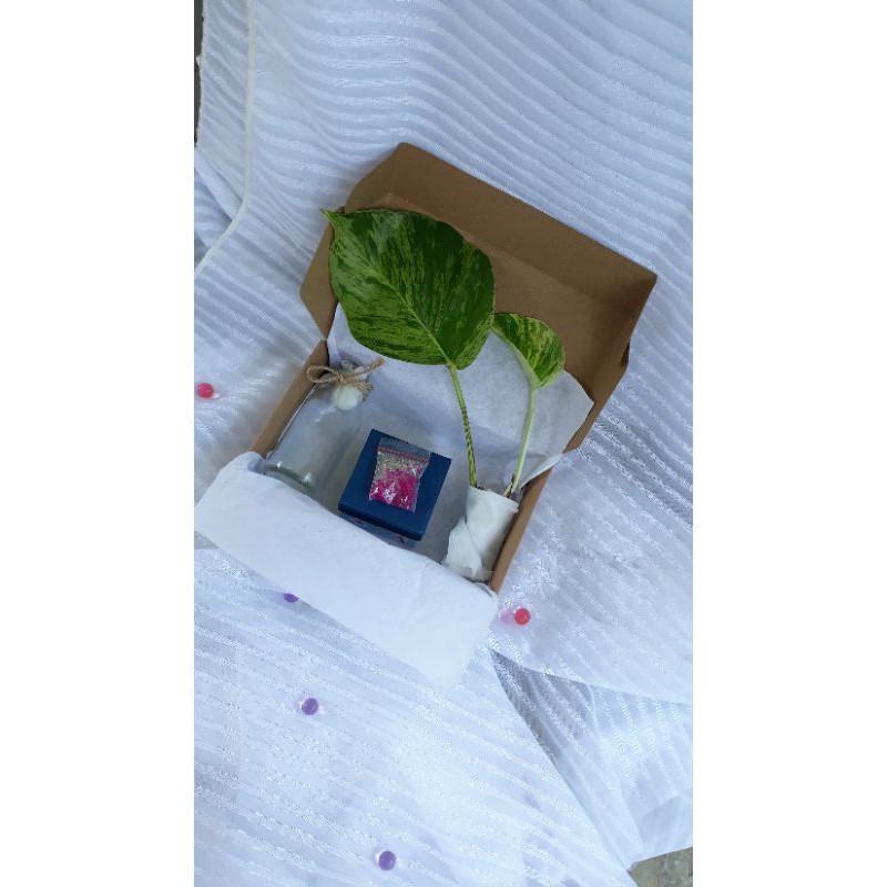 

planting kit gift/hampers/kado unik