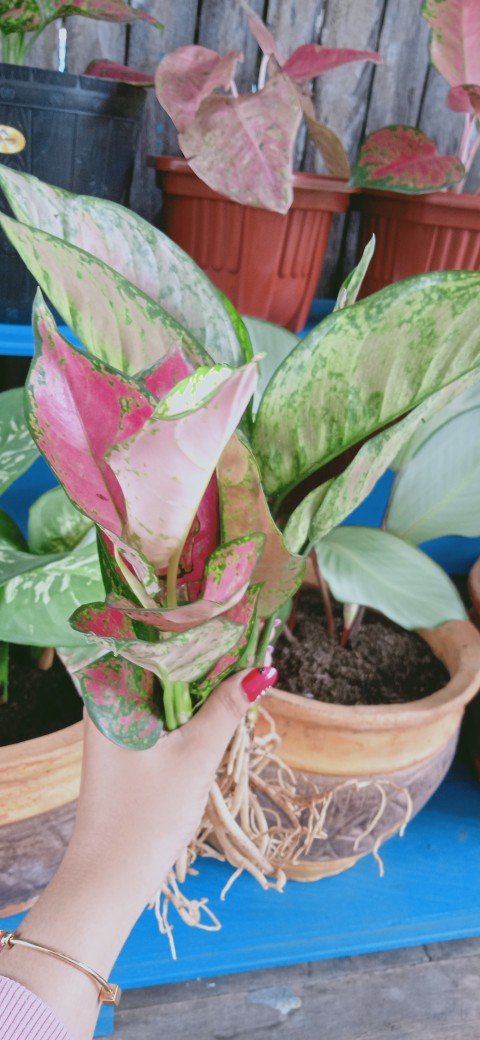 Tanaman Hias/bunga Hias Aglonema Heng Heng Indukan