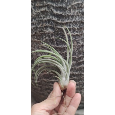 Tillandsia Shrimp Coctail