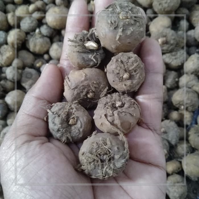 

bibit umbi porang pling murah 1kg isi 150 up asal umbi mini