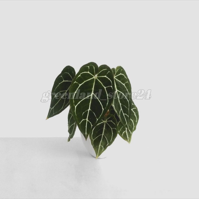 Tanaman hias kuping gajah - anthurium chrystallinum - anthurium kuping gajah - kuping gajah