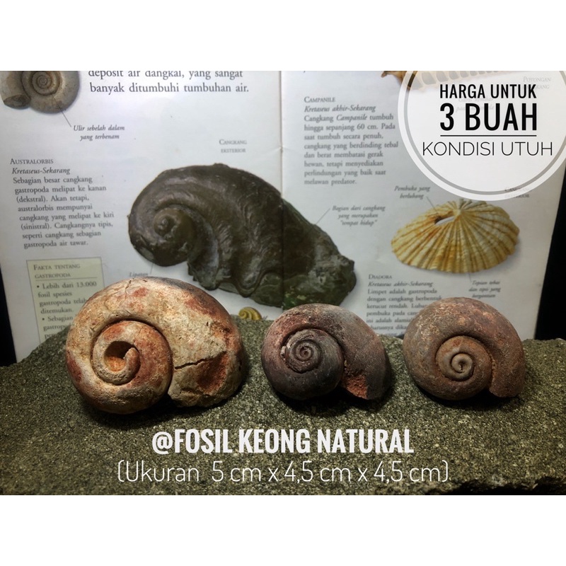 Fosil keong merah natural B96 atau fosil keong hitam atau fosil kerang alam