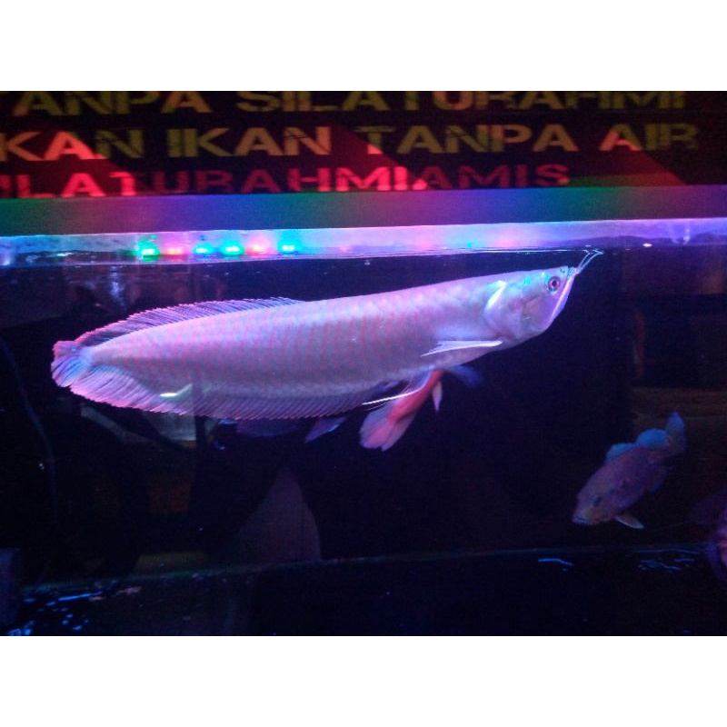 ikan arwana silver red 45 cm