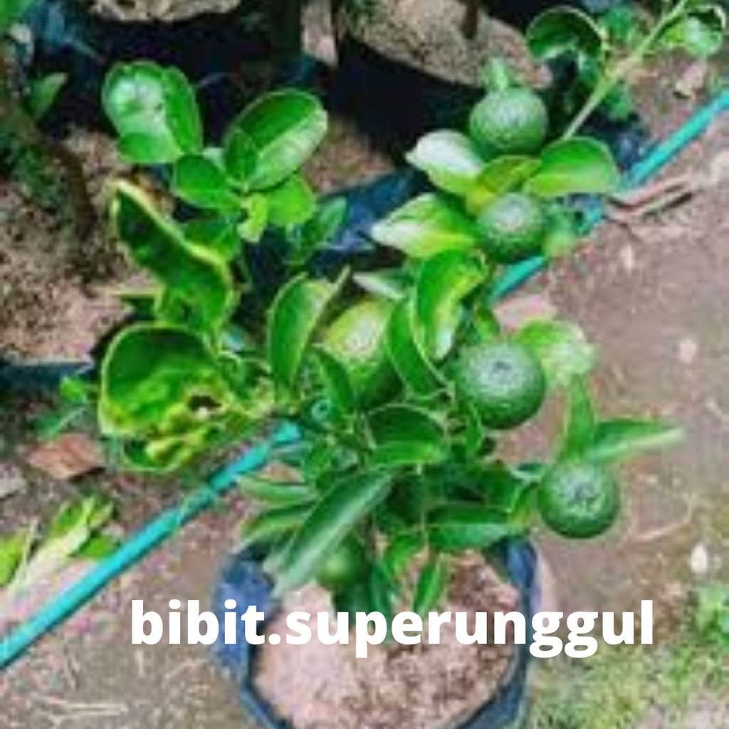 Bibit Jeruk Limau Kondisi Berbuah-Bibit Buah Jeruk Limau/Jeruk Sambel Sudah Berbuah Tambulapot COD