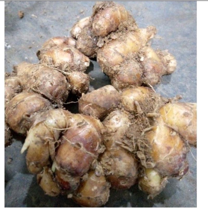 

kencur500 g