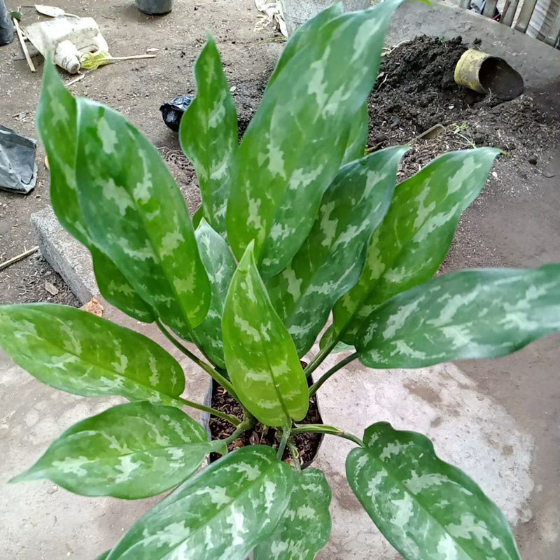 TANAMAN HIAS BUNGA SRI REJEKI