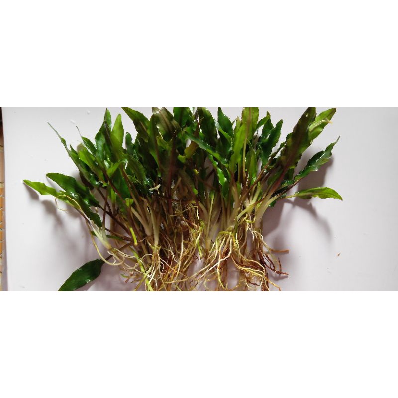 cryptocoryne tanaman aquascap