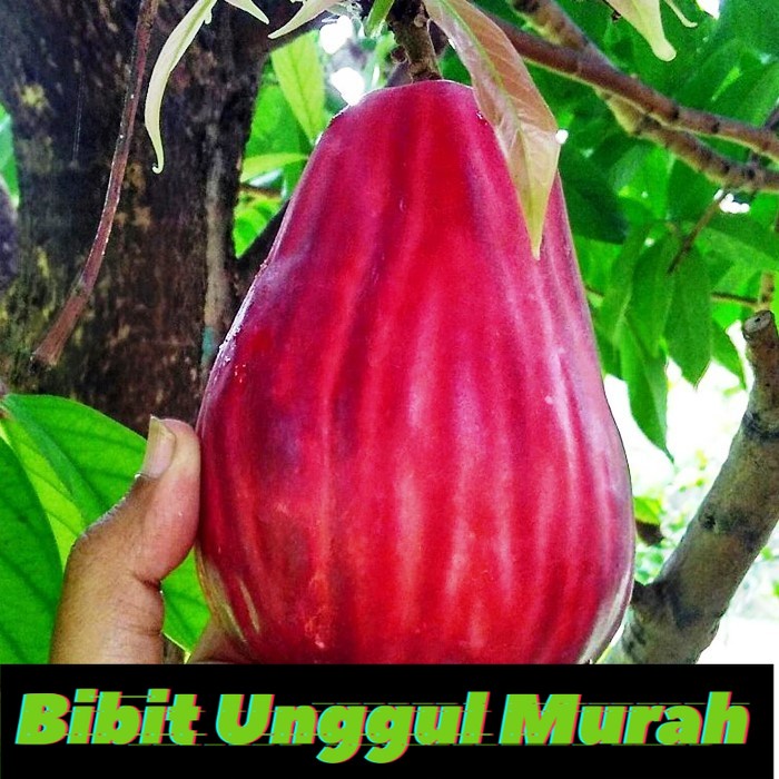 Bibit jambu bol jamaika terlaris