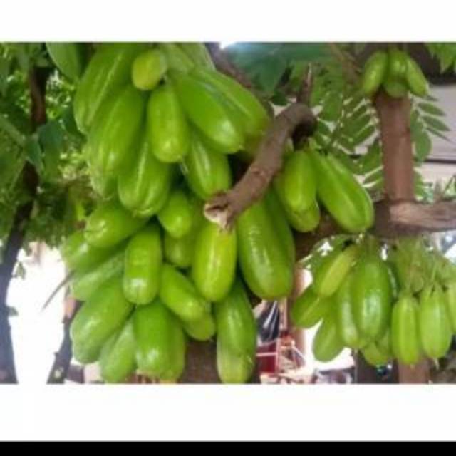 

Promo Belimbing wuluh/belimbing sayur 1kg
