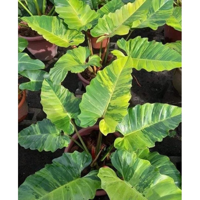 philodendron jungle fiver varigata (rare) #aroid #junglefiver #junglefever