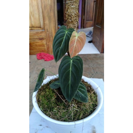 philodendron melano narrow ory..