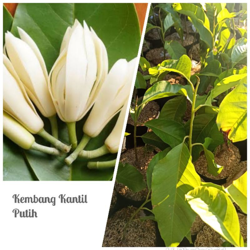 Cempaka Putih / Kembang Kantil Putih