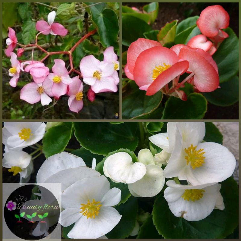 PAKET 3 WARNA BEGONIA CUCULATA MURAH