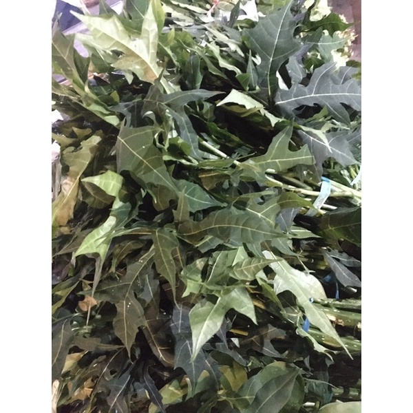 

Daun Pepaya Jepang/Tidak Pahit