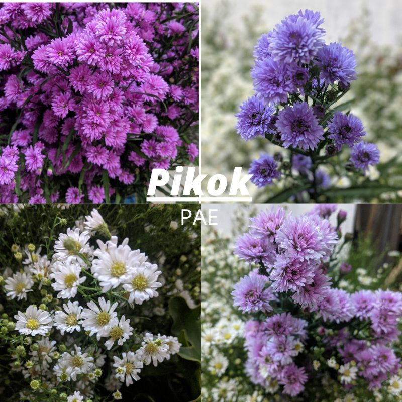 Paket Tanaman Bunga Aster Pikok 100rb 8 pohon 4 Warna