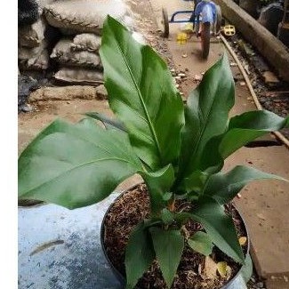 Tanaman hias argonema gelombang cinta