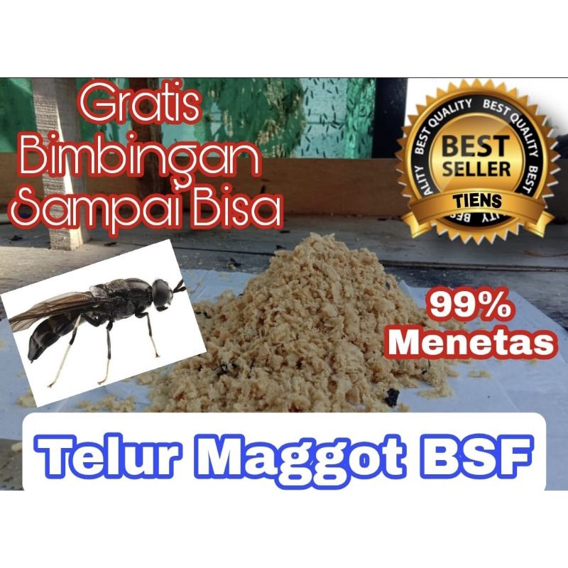 

telur BSF kualitas super paket 10 gr