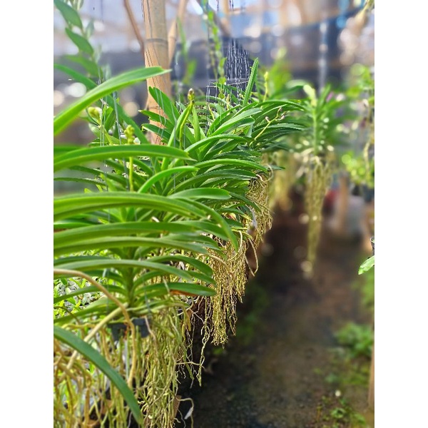 Vanda dewasa Paket 10 id kondisi spike / knop
