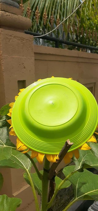 Knob Kayu 30 X 30 Mm A.e1435 Tarikan Laci Cabinet Handle Kayu Natural