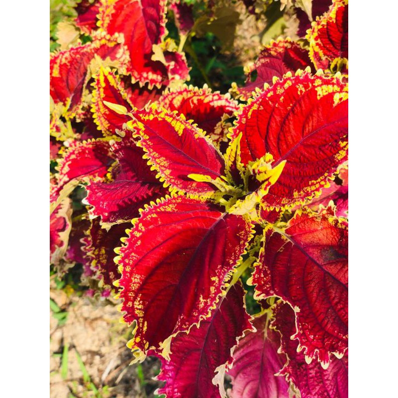 miana_unik/miana_langka