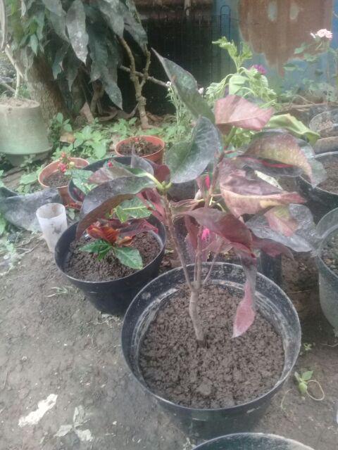 Tanaman Hias - Bibit Bunga Puring Bali