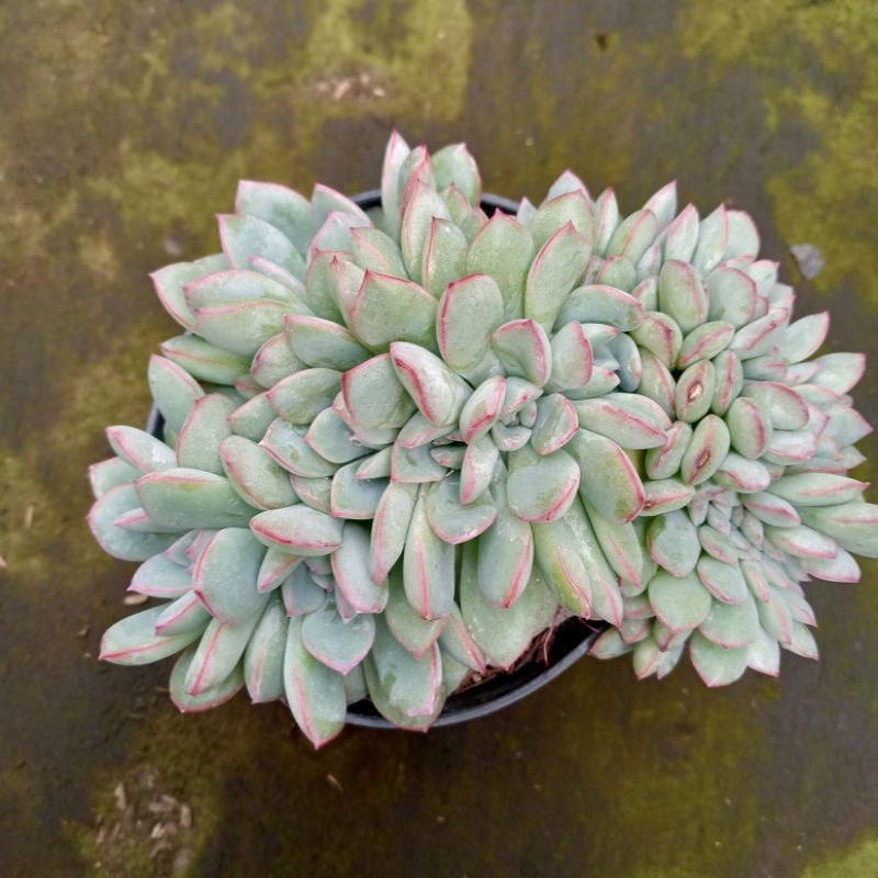 sekulen/echeveria pinkblash cristata