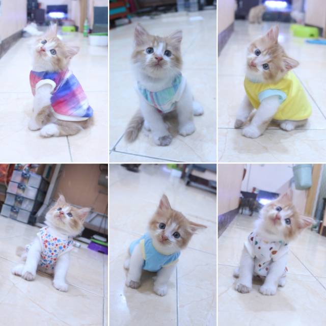 Baju kucing dropship pilih dulu sebelum memesan / baju kucing dan anjing murah size S-XL