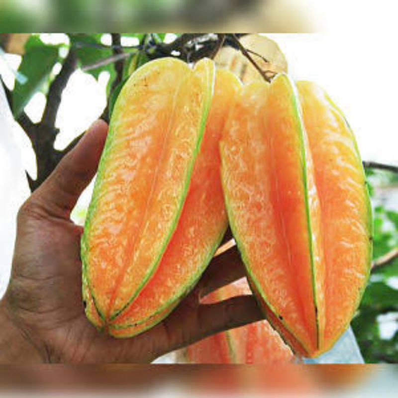 Bibit Belimbing Bangkok Merah