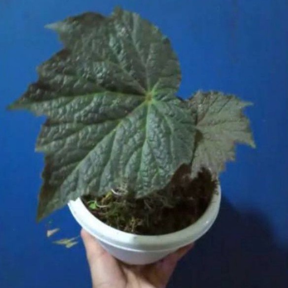 Begonia rex hitam