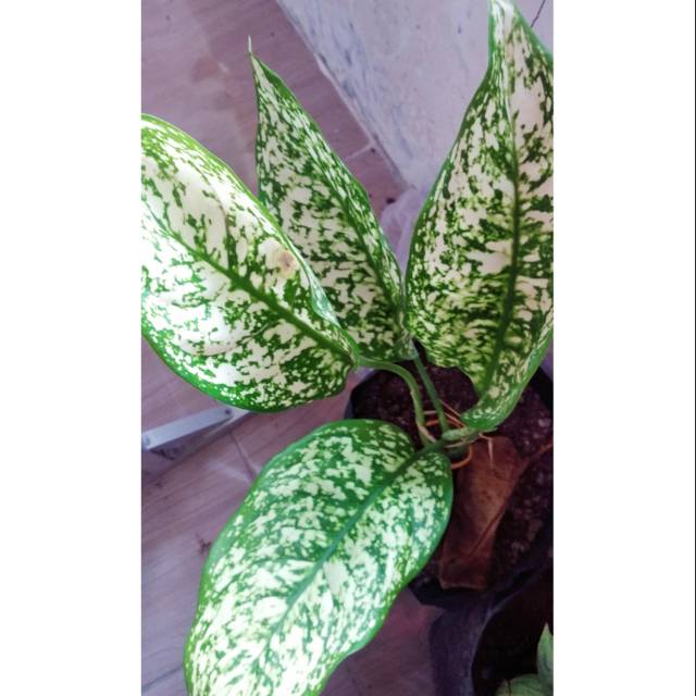 Aglonema snow white beras tumpah / tanaman hias