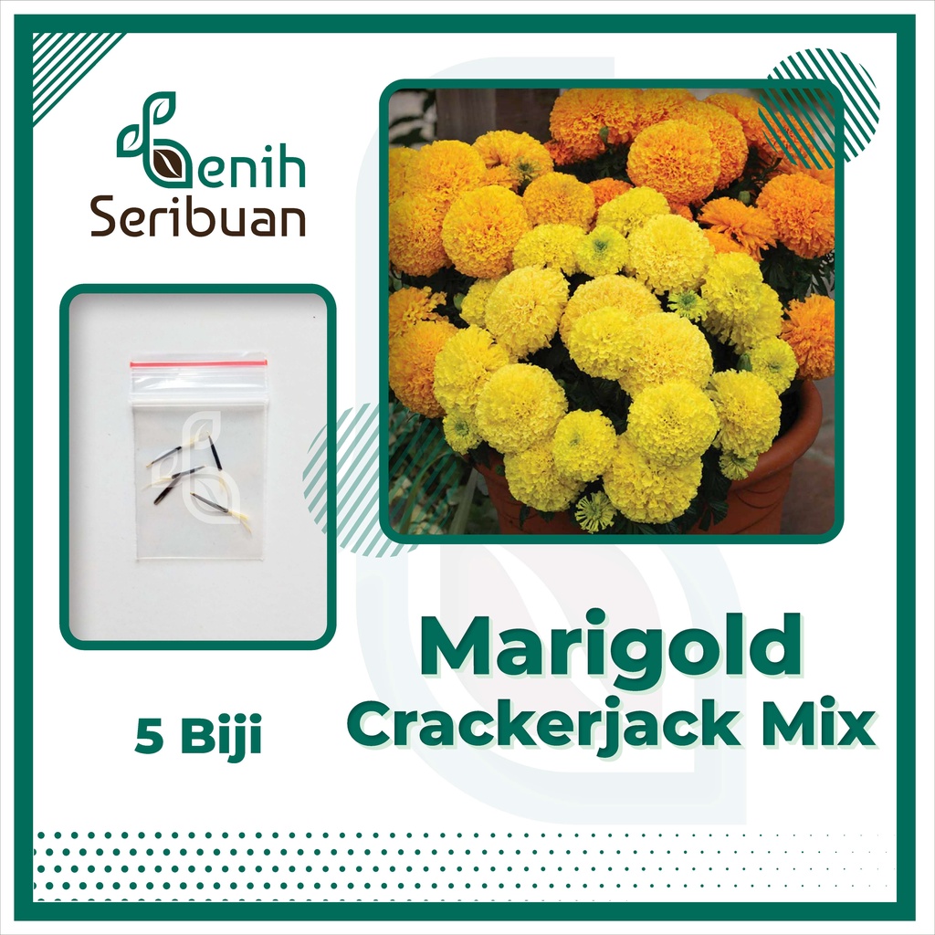 BS-BYL Bibit Bunga Benih Tanaman Bunga Hias Matahari Mawar Aster Vinca Krisan Telang Sunflower Krokot Lavender Marigold Zinnia-MARIGOLD CRACKERJACK
