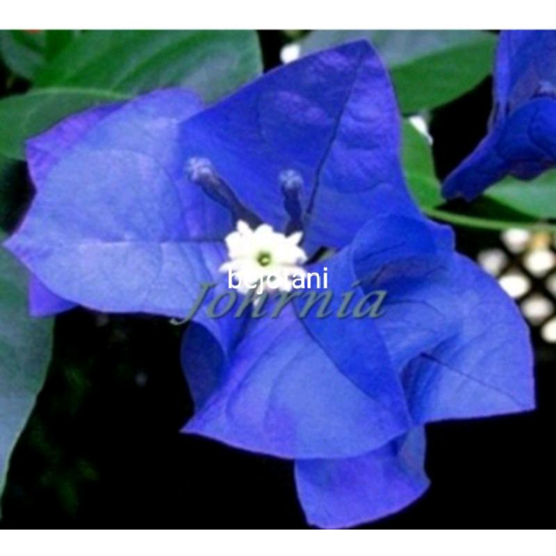 bugenvil 0PROMOTANAMAN HIAS BUGENVIL BUNGA KERTAS//BIRU MERCY