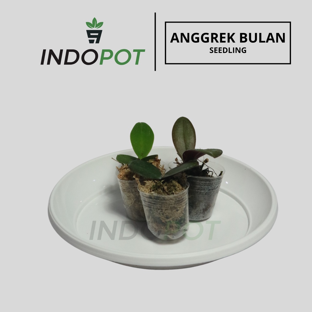 Anggrek Bulan Remaja Anggrek Bulan Remaja Premium Anggrek Bulan Remaja Murah