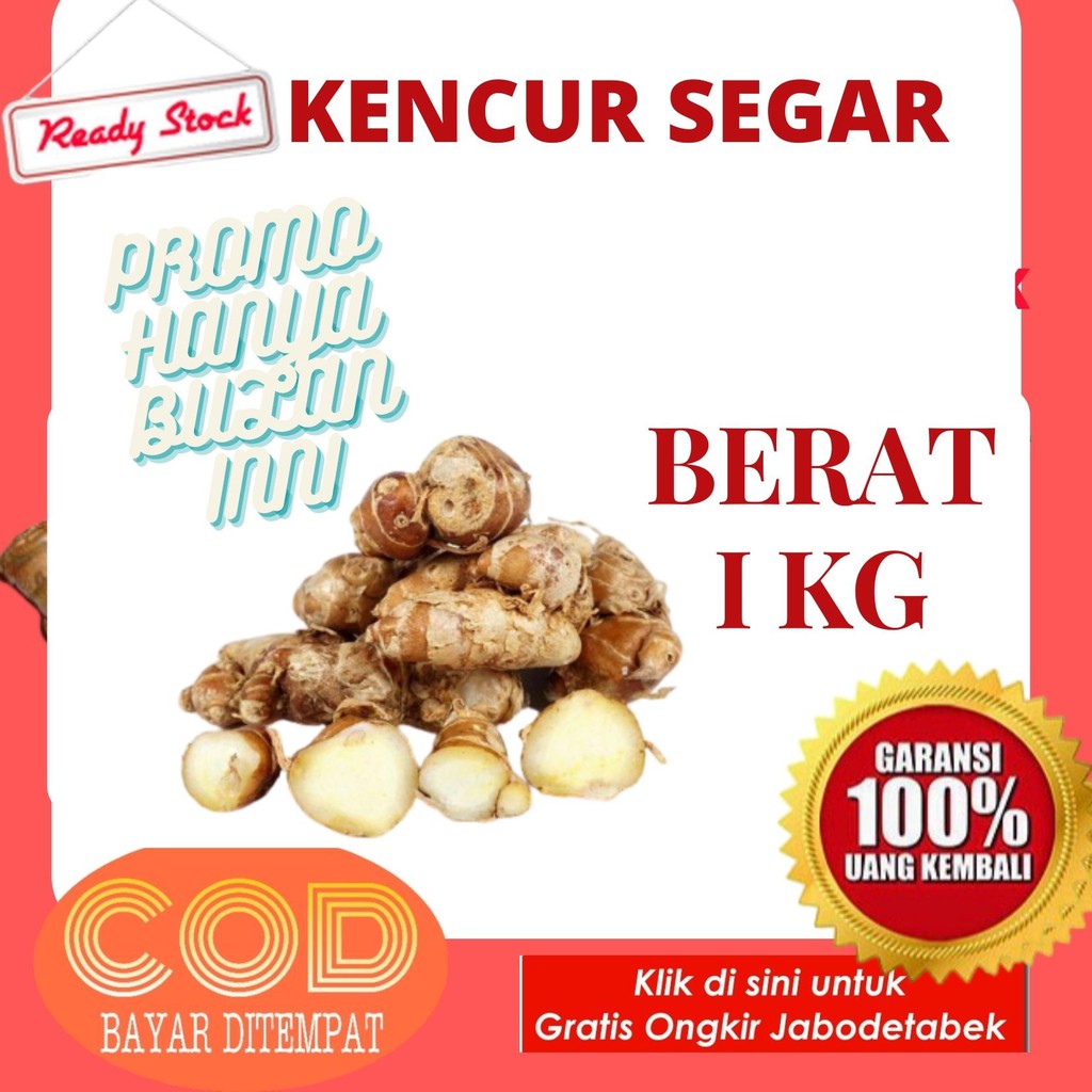 

kencur segar 1 kg kecur basah kencur organik kencur organik 1 kg