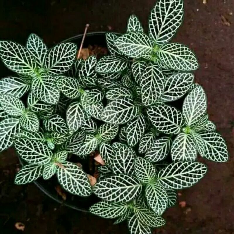 Tanaman hias episia mutiara