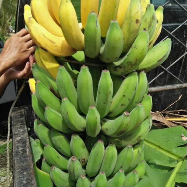  Gambar Pisang Raja  Sajen