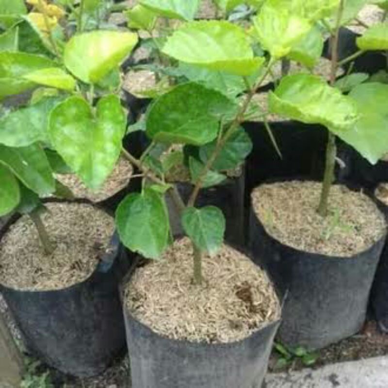 tanaman hias kembang sepatu paket 5 jenis bunga cantik