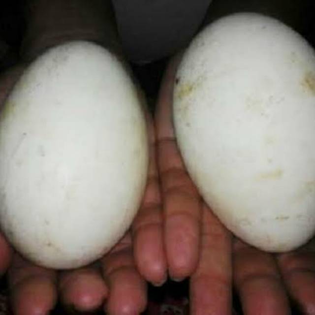 

Telur Angsa Fresh/segar