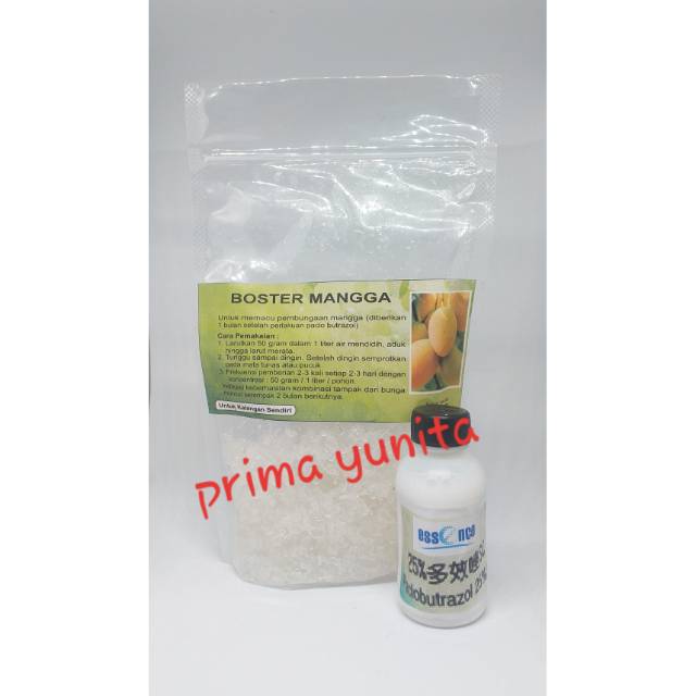 Boster mangga perangsang pohon mangga agar berbua