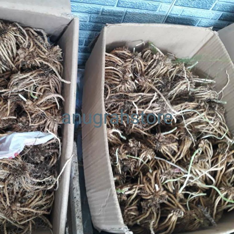 bibit asparagus bonggol siap tanam