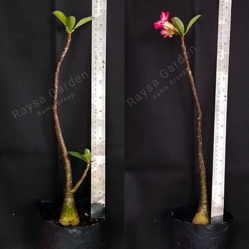 adenium somalense