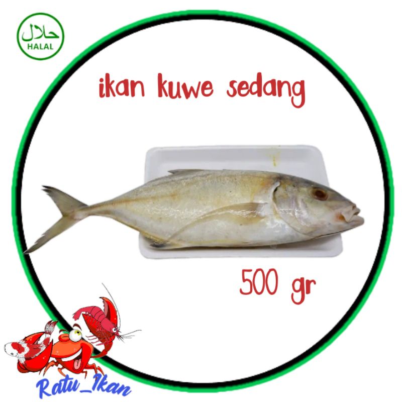 

ikan kuwe sedang [500gram] ratu_ikan