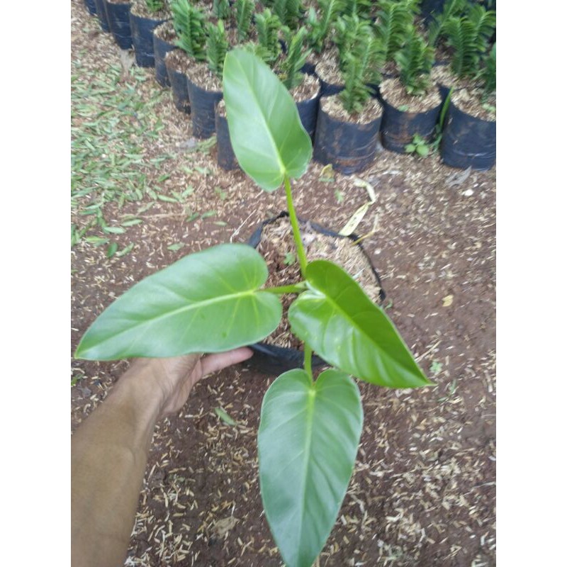 TANAMAN HIAS Pilo marble / pilo marbel