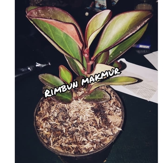 tanaman hias hidup peperomia hitam/pohon peperomia daun hitam | Shopee Indonesia