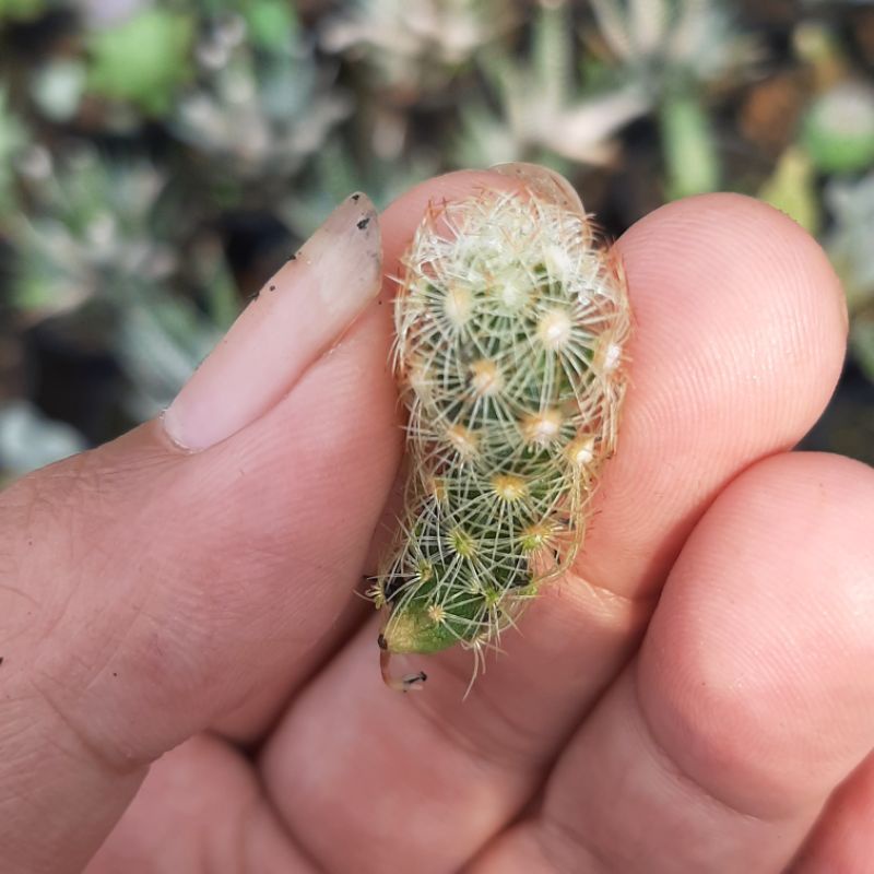 anakan kaktus mamilaria elongata