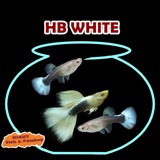 TRIO Guppy HB White INDUKAN Grade A 1 Jantan 2 Betina Pair