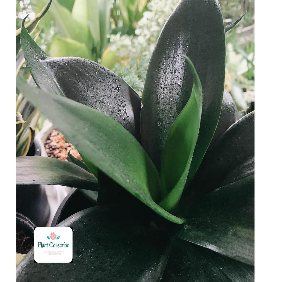 [PROMO R0A36] TANAMAN HIAS SANSEVIERIA BLACK DRAGON Dijual Murah