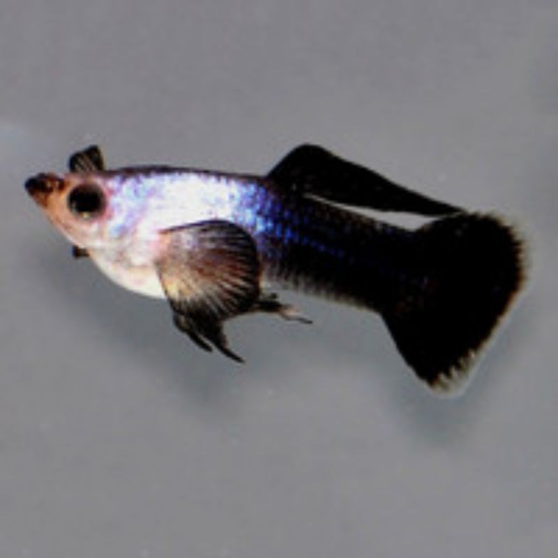 Ikan Guppy Mini panda Sepasang,4-6 bulan siap produksi Bonus ikan Guppy/cupang random